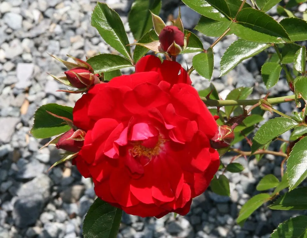 Red Ribbons Rose (Rosa 'Red Ribbons') — Flowers emerge throughout summer to fall, set against glossy green foliage