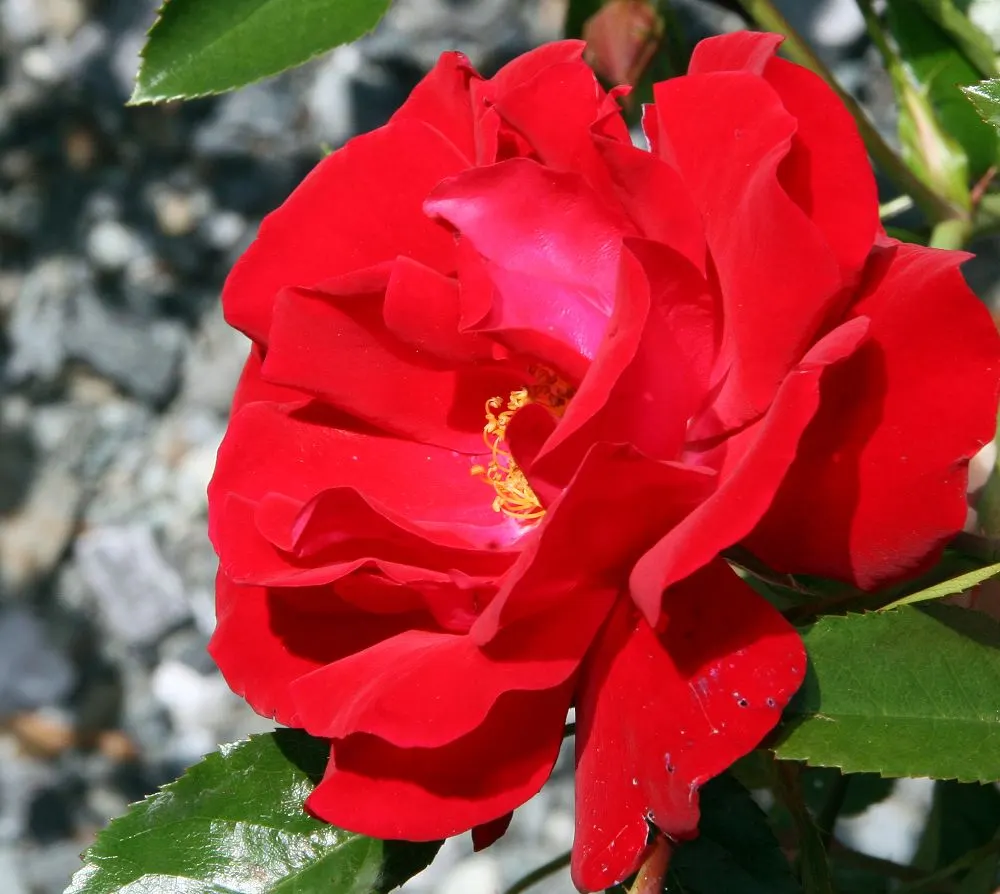 Red Ribbons Rose (Rosa 'Red Ribbons') — this rose reaches 2-3 feet in height and can spread up to 4 feet