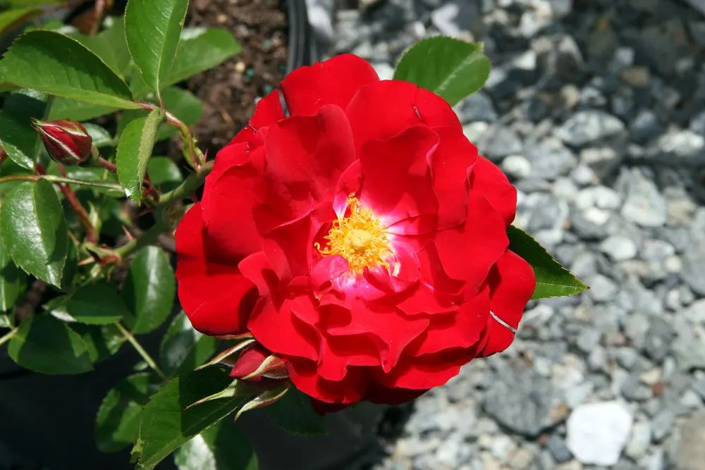 Red Ribbons Rose (Rosa 'Red Ribbons') — USDA Zones 5-9 are optimal for cultivation