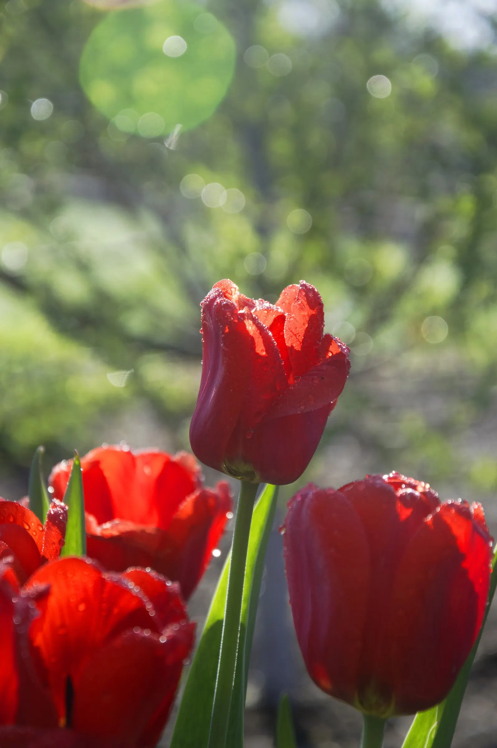 Red Ribbons Rose (Rosa 'Red Ribbons') — Hardy and disease-resistant
