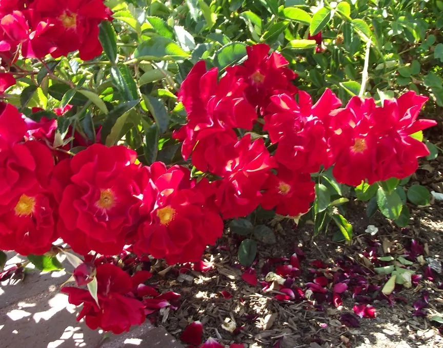 Red Ribbons Rose (Rosa 'Red Ribbons') — It thrives in full sun and well-drained soil with moderate watering