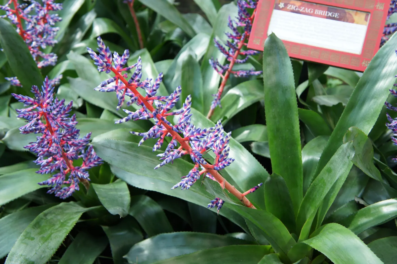 Orange Aechmea (Aechmea Blanchetiana 'Orange') — Its rosette form reaches up to 3 feet in width with arching leaves