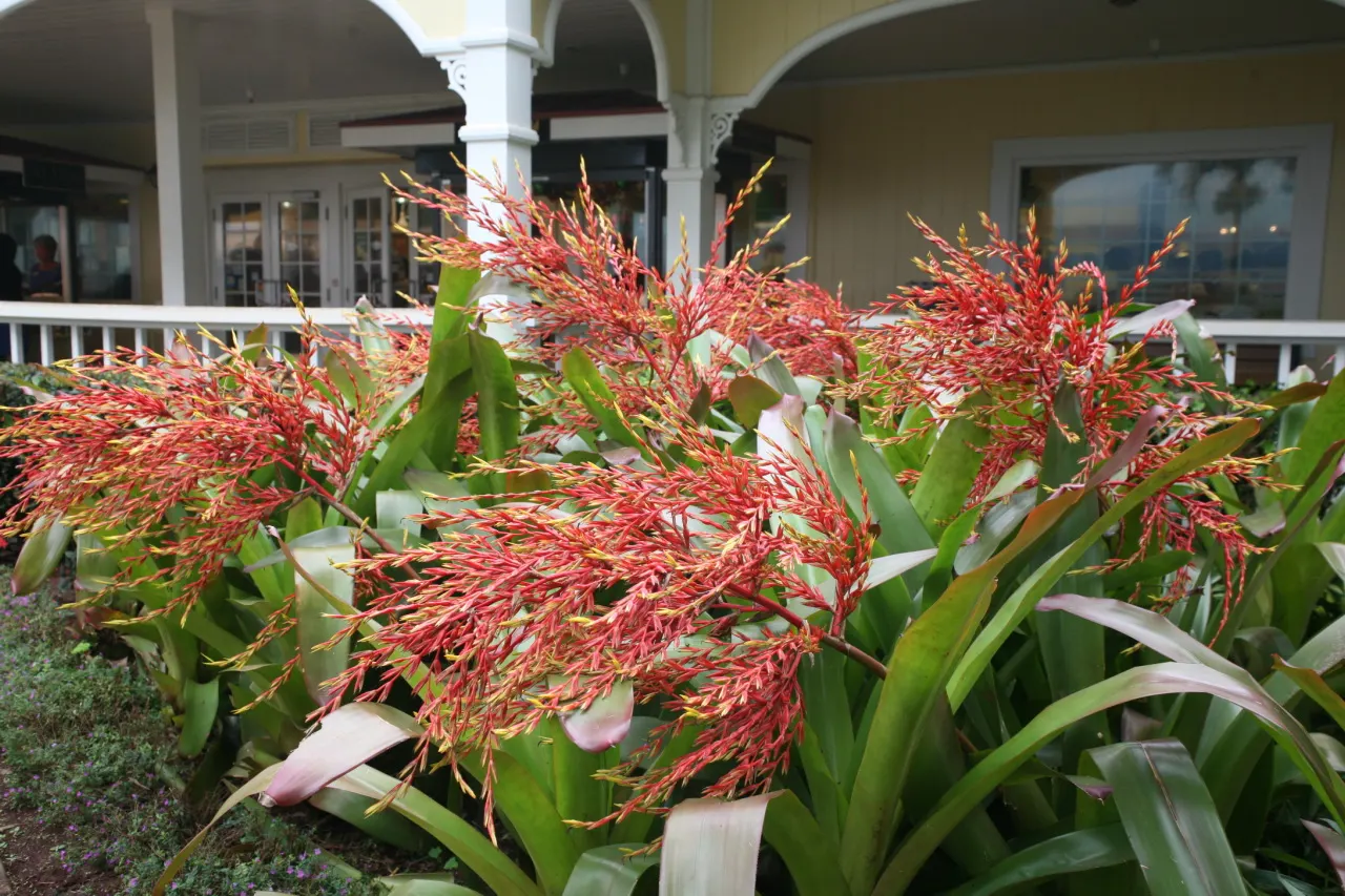 Orange Aechmea (Aechmea Blanchetiana 'Orange') — adding a tropical flair to landscapes