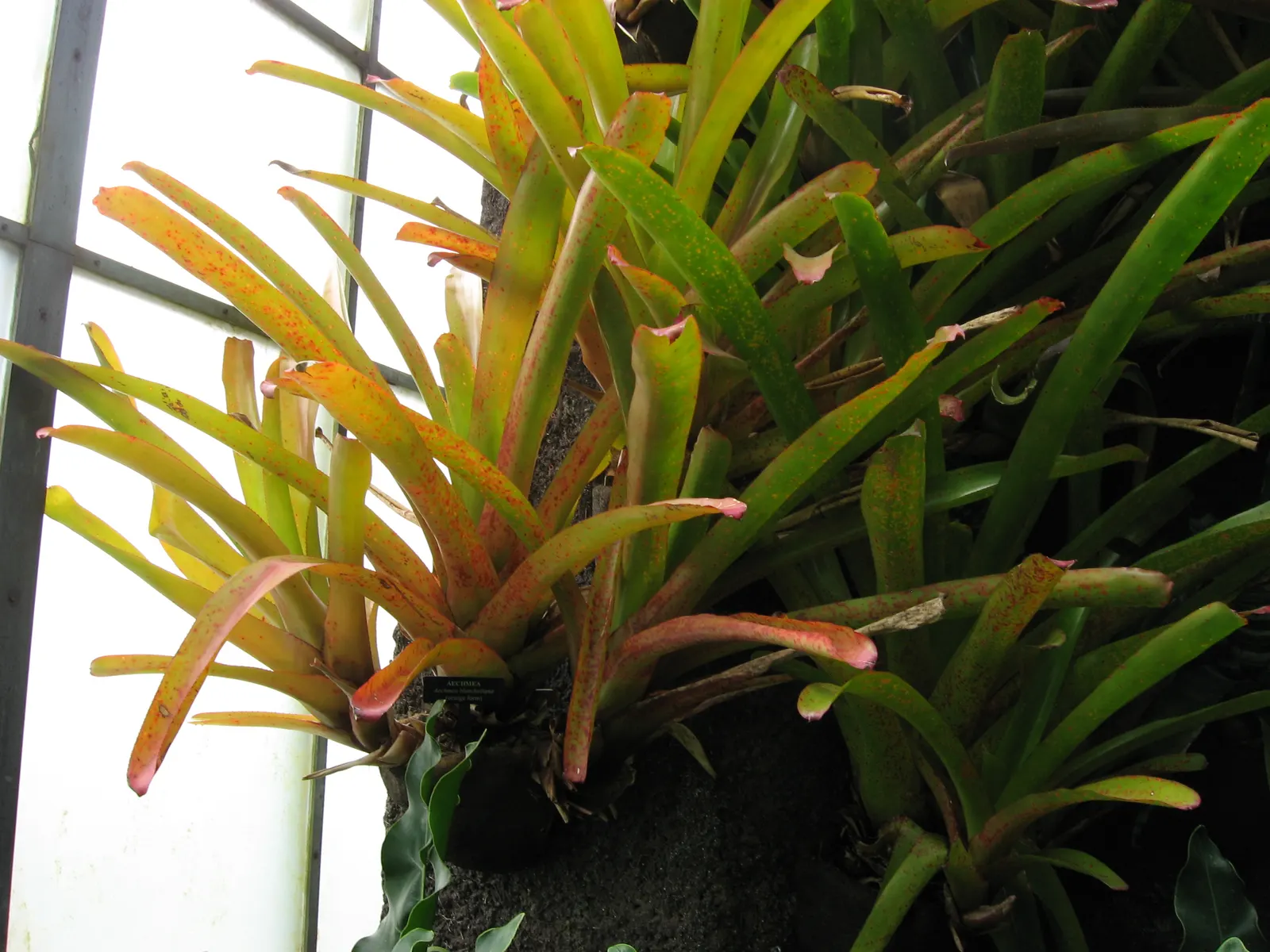 Orange Aechmea (Aechmea Blanchetiana 'Orange') — showcases vibrant orange foliage