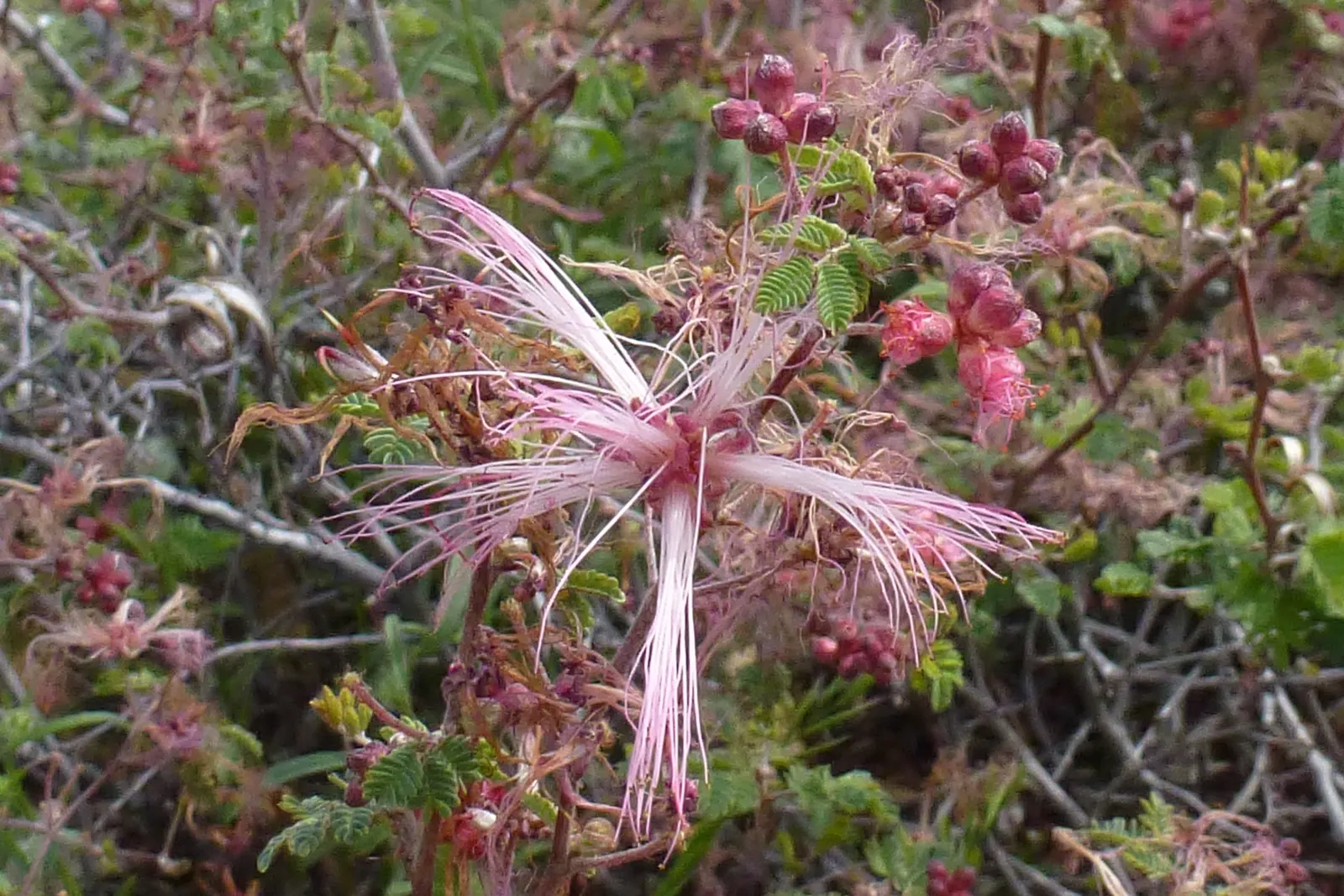 Fairy Duster (Calliandra Eriophylla) — are not only visually striking but also serve as a magnet for pollinators such as hummingbirds and, image 36