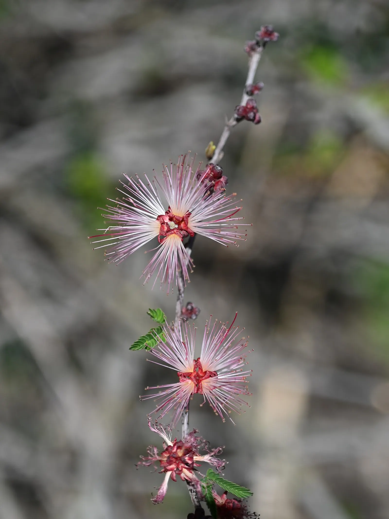 Fairy Duster (Calliandra Eriophylla) — requiring minimal care once established