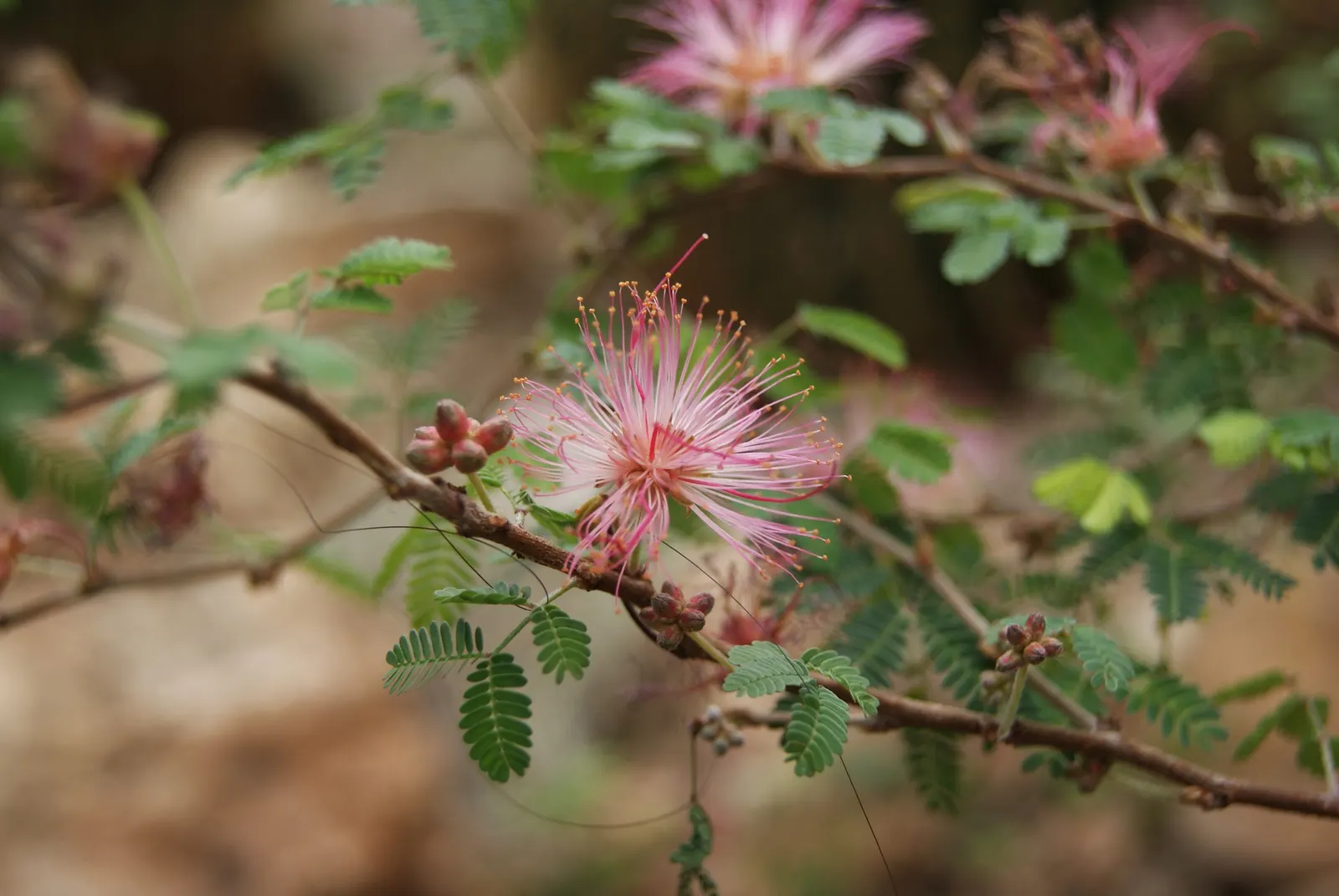 Fairy Duster (Calliandra Eriophylla) — This resilient perennial typically reaches a modest size of 2 to 4 feet in height and spreads equally wide; the Fairy
