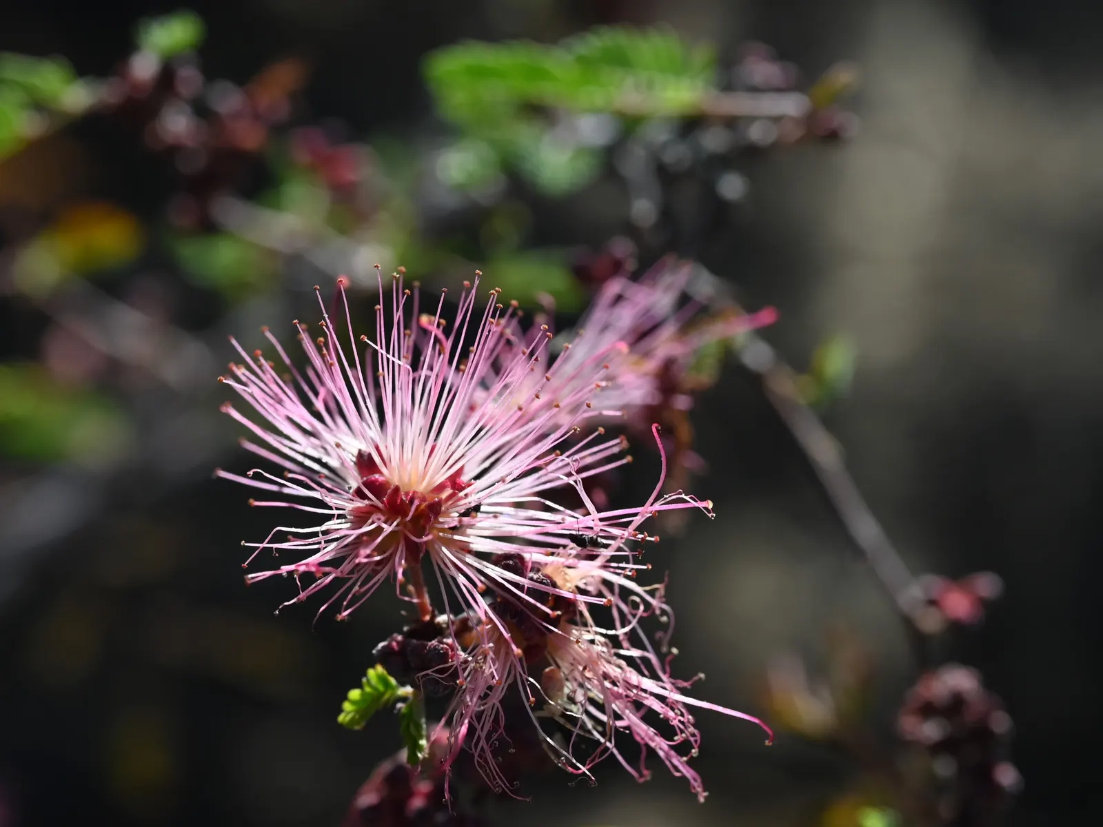 Fairy Duster (Calliandra Eriophylla) — is a captivating shrub indigenous to the desert regions of the American Southwest