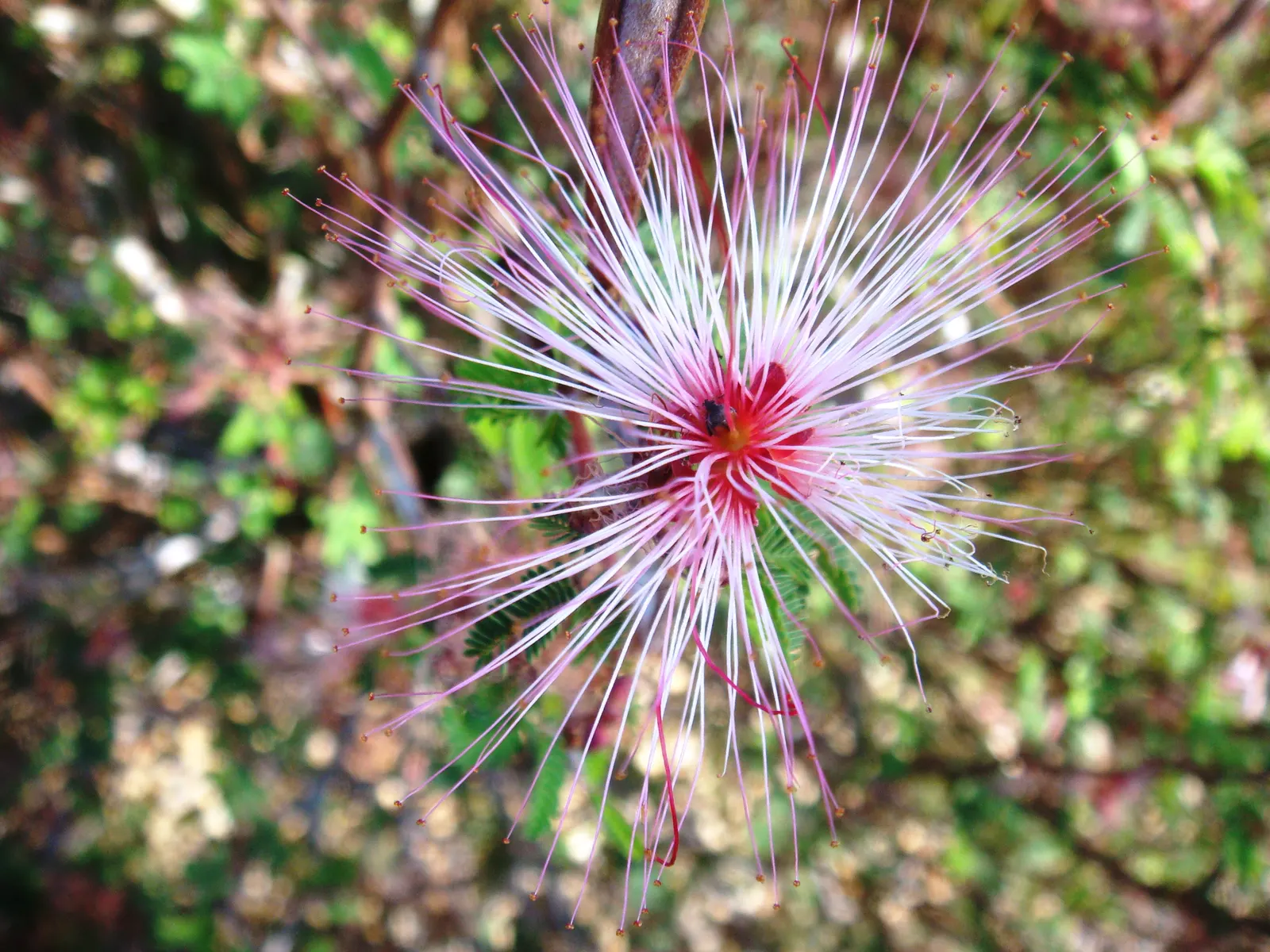 Fairy Duster (Calliandra Eriophylla) — shrub for full or half