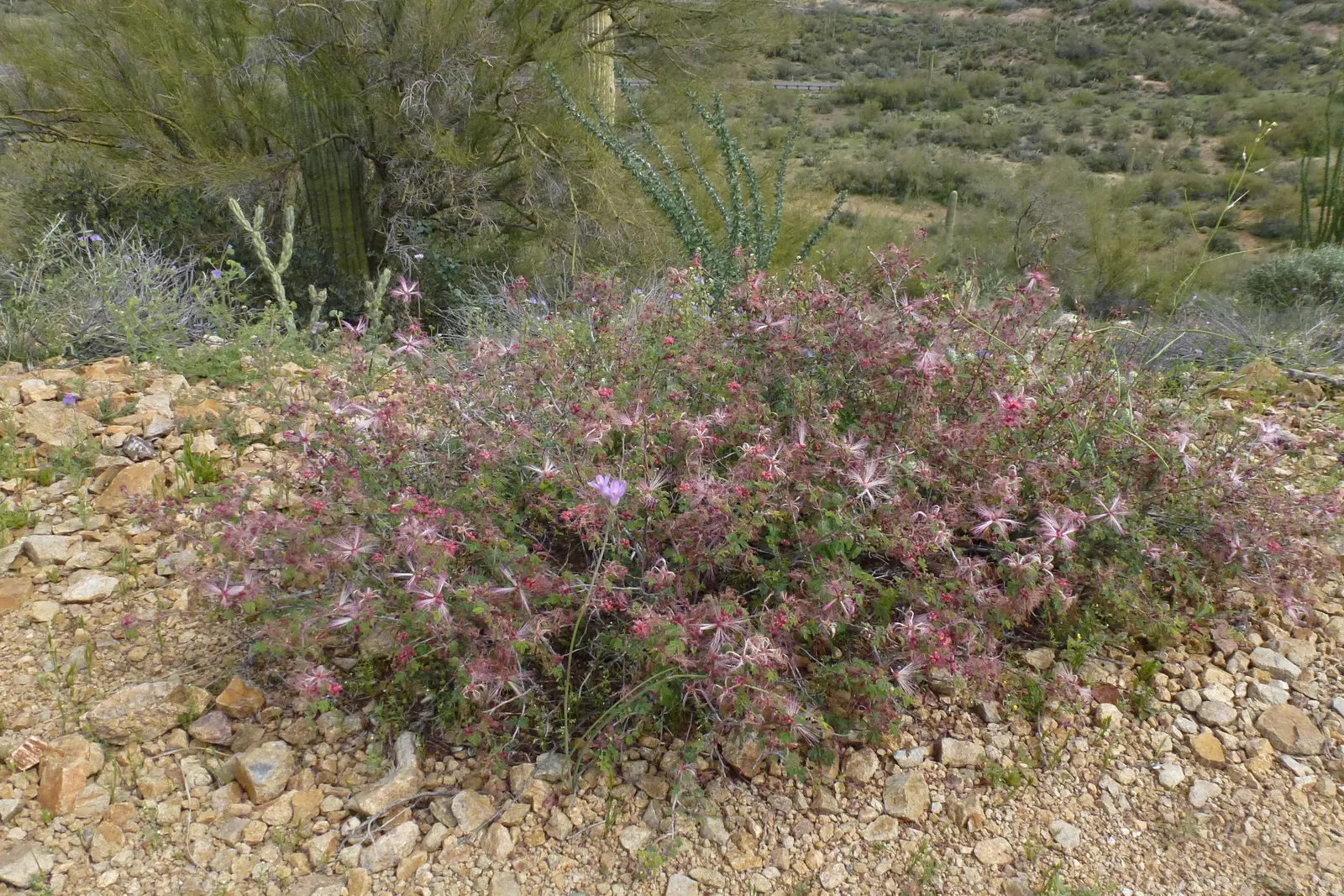 Fairy Duster (Calliandra Eriophylla) — with the added benefit of attracting wildlife and supporting local ecosystems; pink flowers in the garden