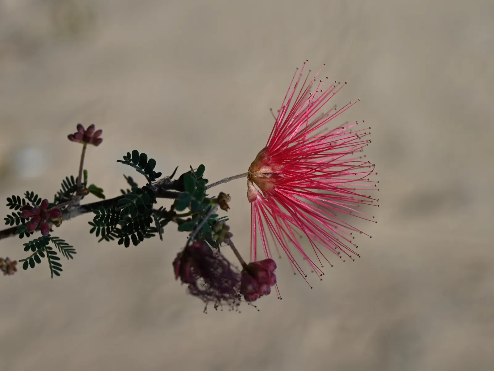 Fairy Duster (Calliandra Eriophylla) — offering a charming contrast to the muted tones of arid environments