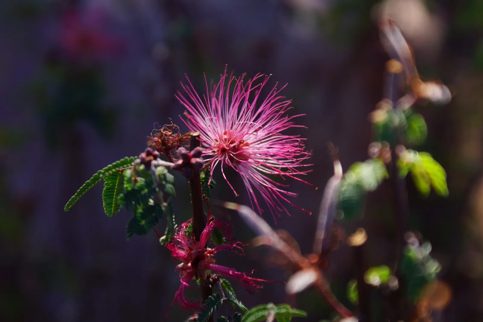 Fairy Duster (Calliandra Eriophylla) — offering a charming contrast to the muted tones of arid environments; although they can tolerate partial shade