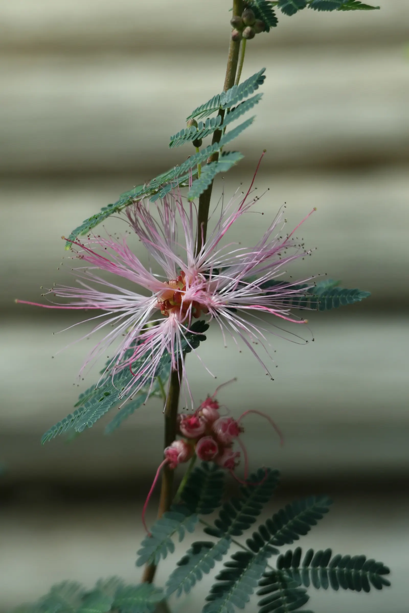 Fairy Duster (Calliandra Eriophylla) — The Fairy Duster (Calliandra eriophylla) is a delicate, small shrub reaching up to 3 feet tall and wide