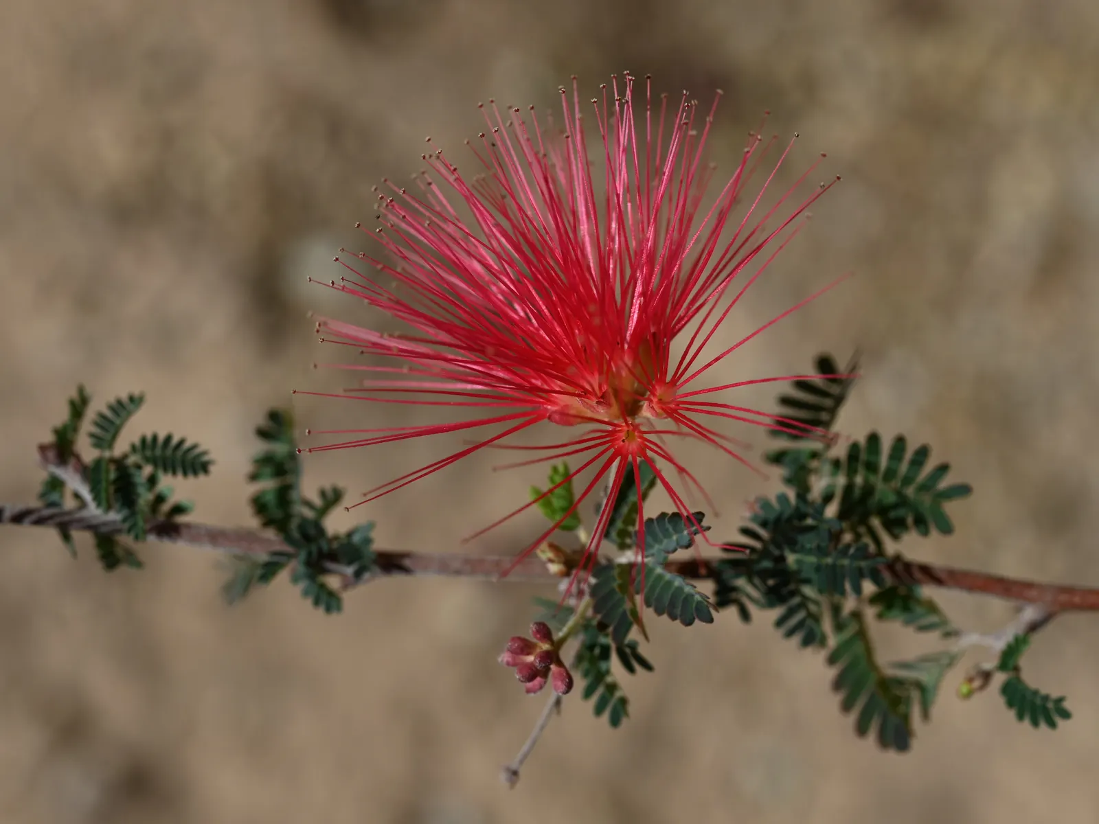 Fairy Duster (Calliandra Eriophylla) — although they can tolerate partial shade; are not only visually striking but also serve as a magnet for pollinators such