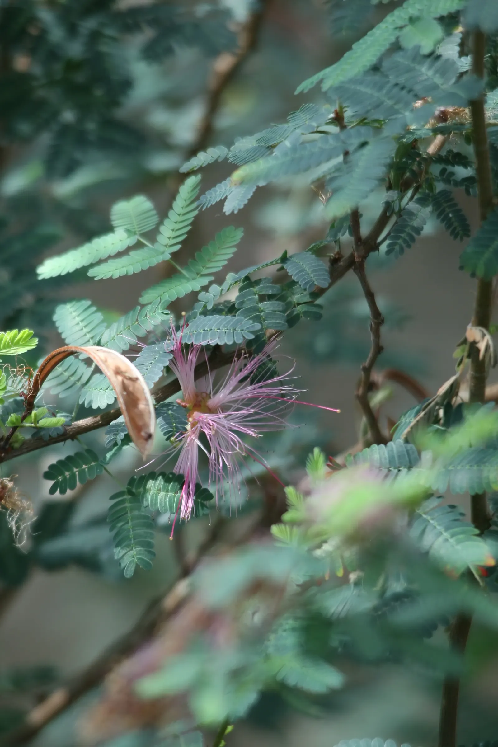 Fairy Duster (Calliandra Eriophylla) — pink flowers in the garden