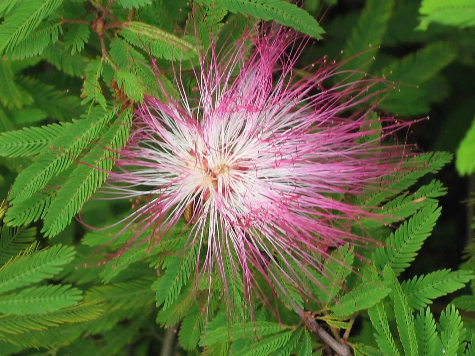 Fairy Duster (Calliandra Eriophylla) — pink flowers in the garden; requiring minimal care once established