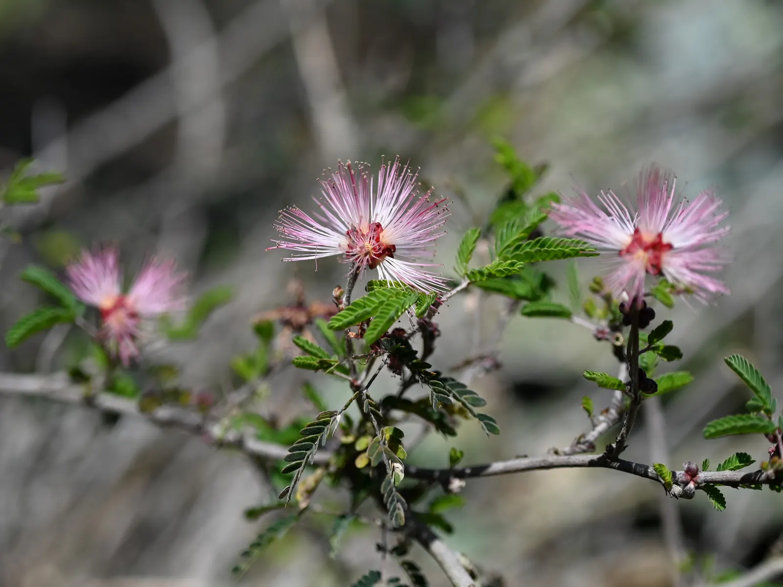 Fairy Duster (Calliandra Eriophylla) — shrub with pink blooms; offering a charming contrast to the muted tones of arid environments