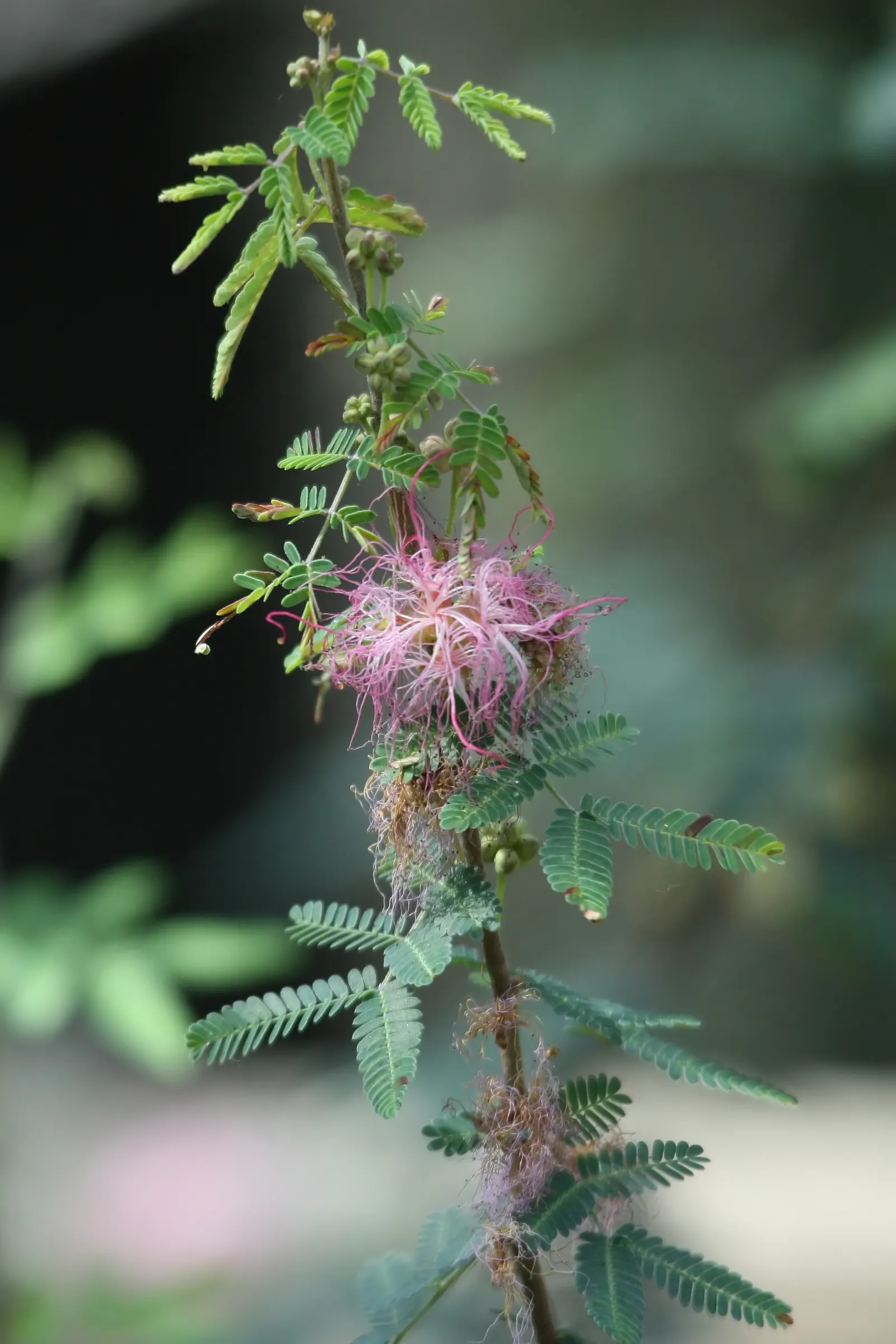Fairy Duster (Calliandra Eriophylla) — Adds a whimsical touch to xeriscapes and low-water gardens; underlining their drought-tolerant nature