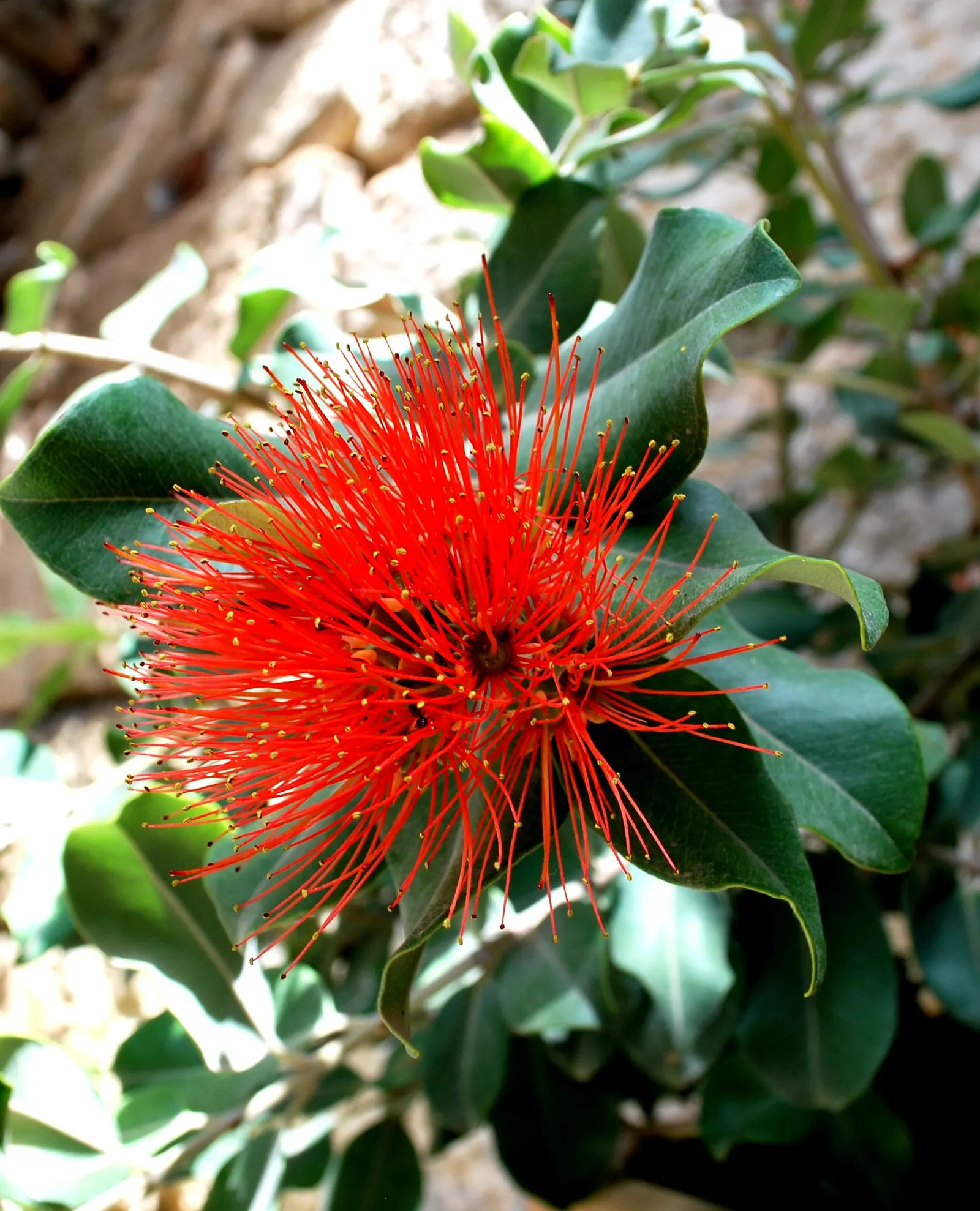 Fairy Duster (Calliandra Eriophylla) — underlining their drought-tolerant nature