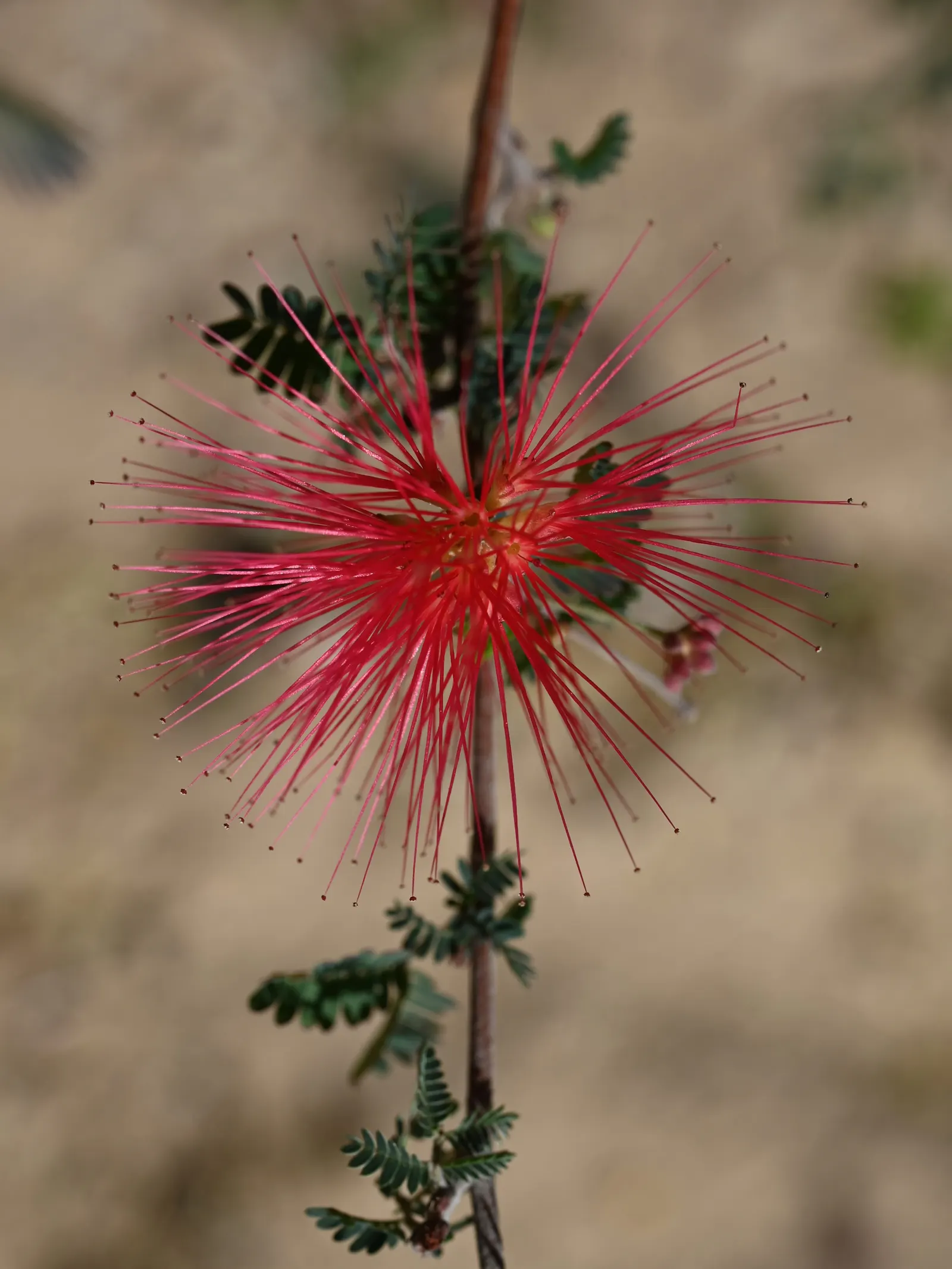 Fairy Duster (Calliandra Eriophylla) — scientifically named Calliandra eriophylla