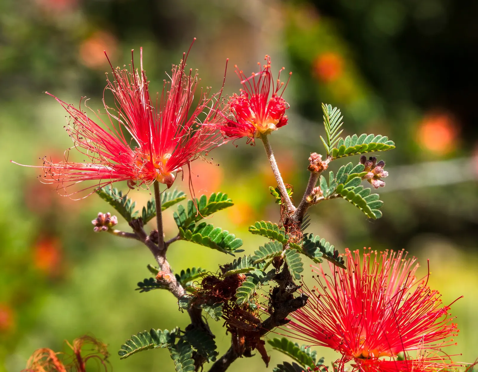Fairy Duster (Calliandra Eriophylla) — Adds a whimsical touch to xeriscapes and low-water gardens