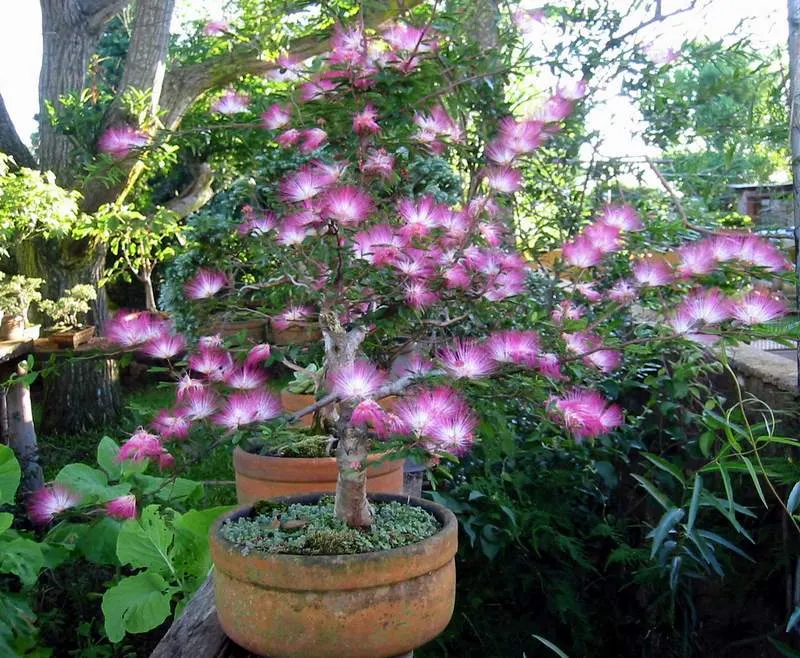 Fairy Duster (Calliandra Eriophylla) — Minimal pruning may be performed to maintain the desired shape and remove any spent blooms or dead branches; which