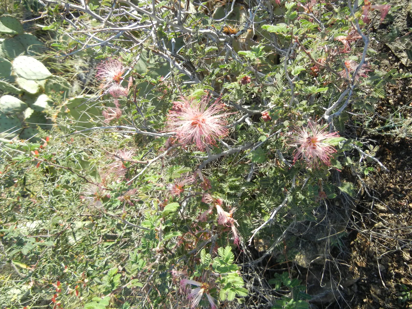 Fairy Duster (Calliandra Eriophylla) — which emerge predominantly in the spring and intermittently throughout the year depending on the climate