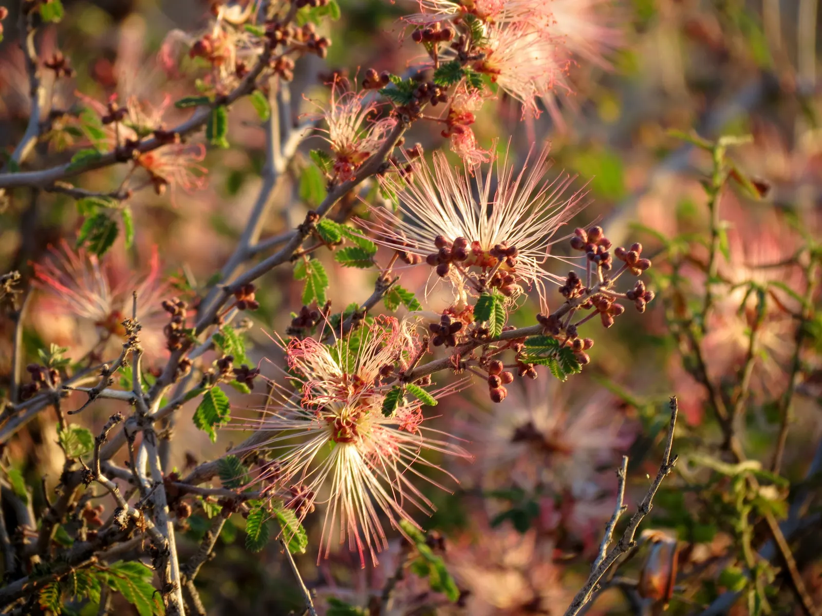 Fairy Duster (Calliandra Eriophylla) — bottlebrush-like flowers boast a bright pink hue; is a captivating shrub indigenous to the desert regions of the