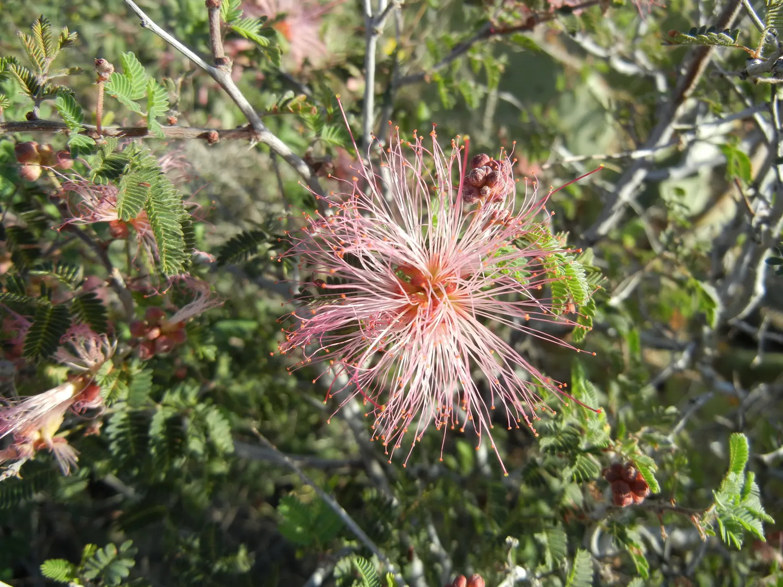 Fairy Duster (Calliandra Eriophylla) — puffball-like flowers primarily in spring