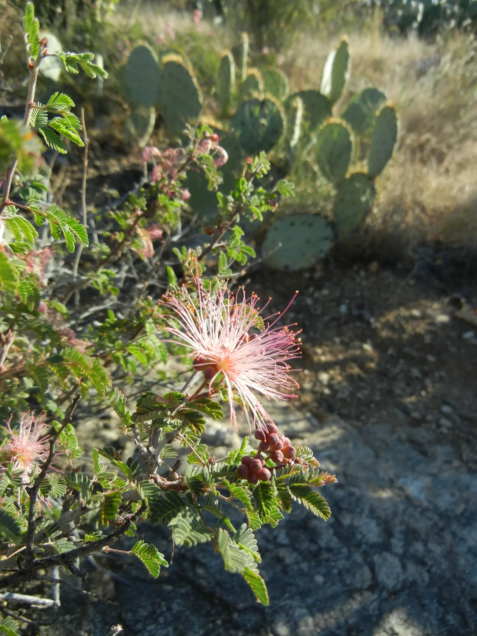 Fairy Duster (Calliandra Eriophylla) — This resilient perennial typically reaches a modest size of 2 to 4 feet in height and spreads equally wide