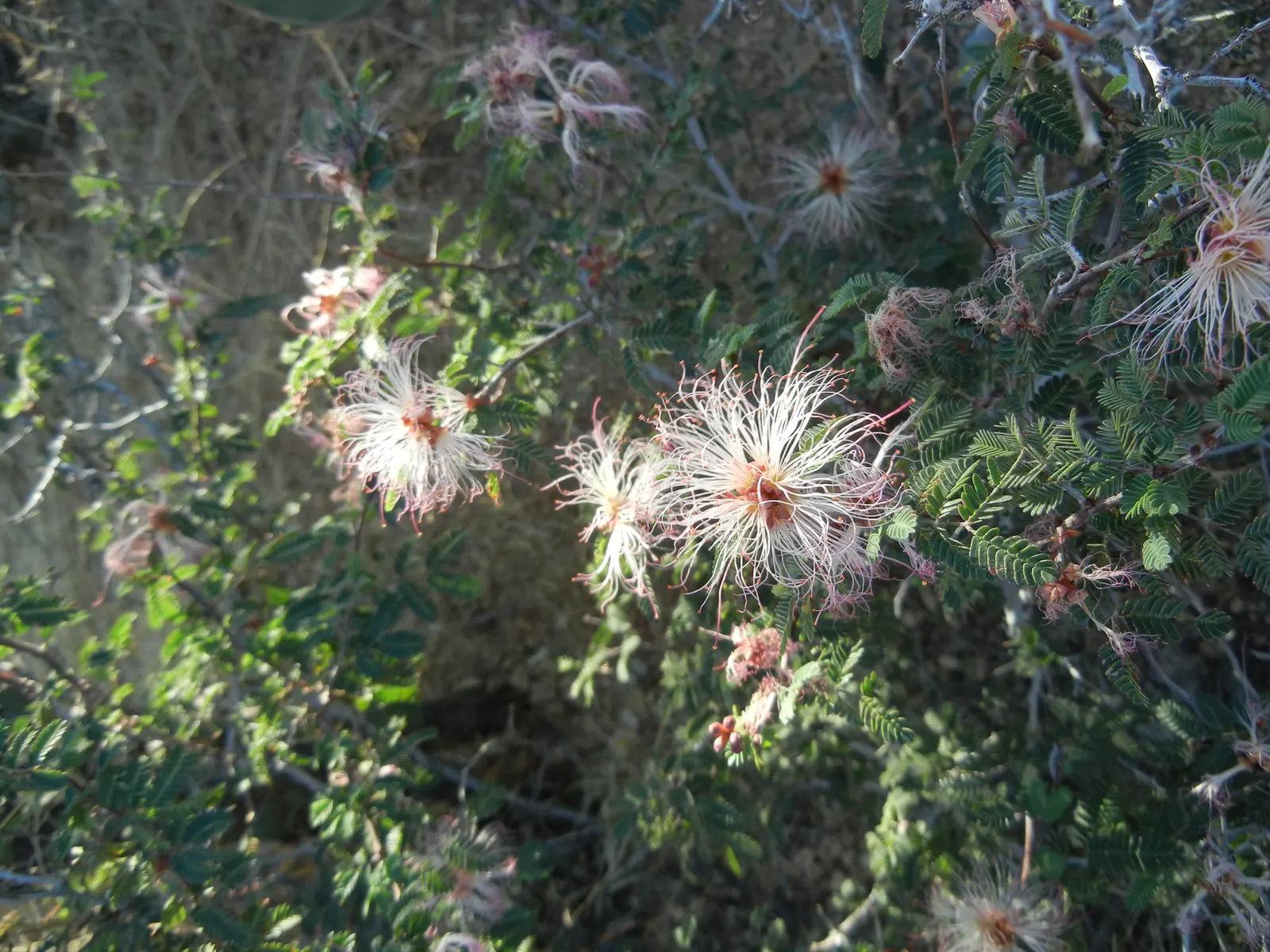 Fairy Duster (Calliandra Eriophylla) — with the added benefit of attracting wildlife and supporting local ecosystems