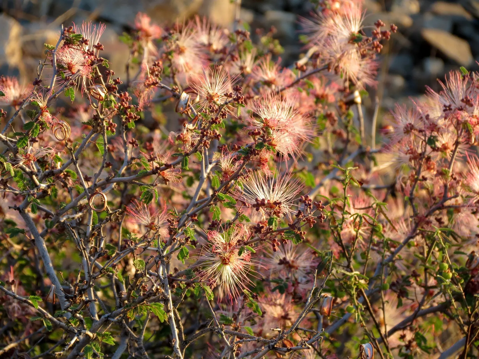 Fairy Duster (Calliandra Eriophylla) — shrub for full or half; with the added benefit of attracting wildlife and supporting local ecosystems