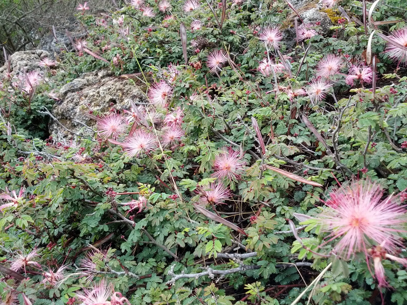 Fairy Duster (Calliandra Eriophylla) — The Fairy Duster (Calliandra eriophylla) is a delicate, small shrub reaching up to 3 feet tall and wide; this
