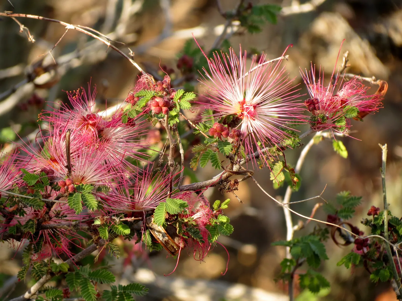 Fairy Duster (Calliandra Eriophylla) — they excel in sandy or gravelly compositions and require minimal supplemental watering once established; shrub with pink