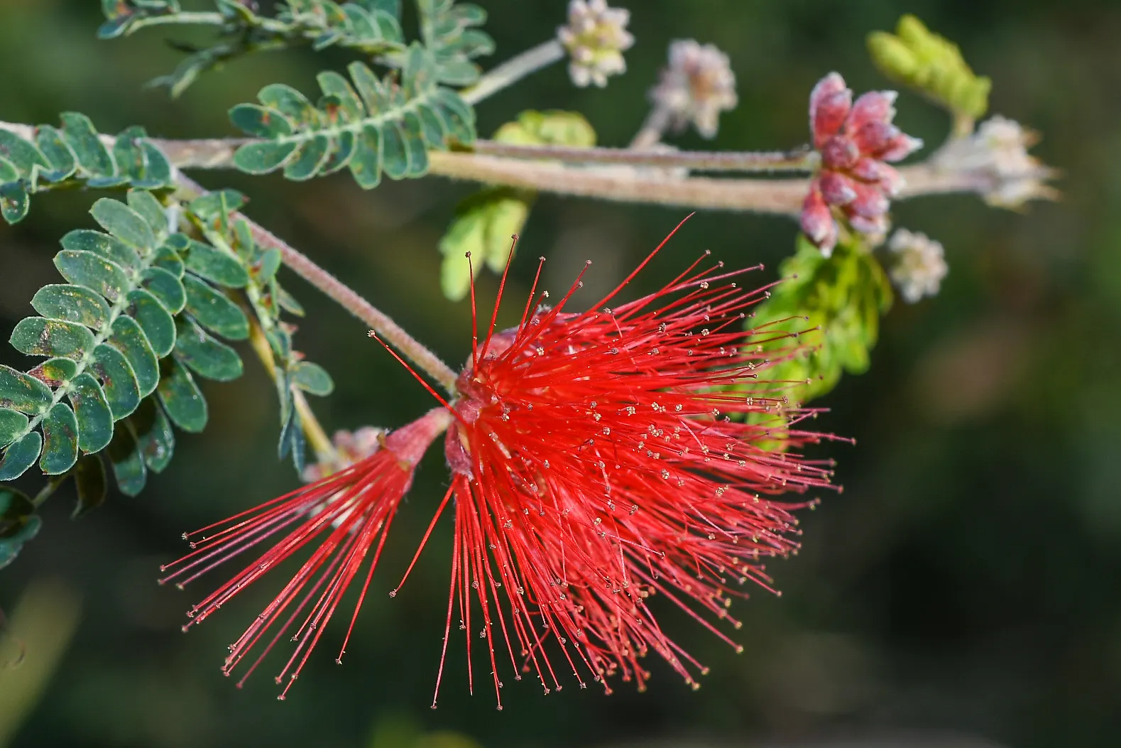 Fairy Duster (Calliandra Eriophylla) — This drought-tolerant native of the Southwest thrives in well-drained soils and full sun to part shade