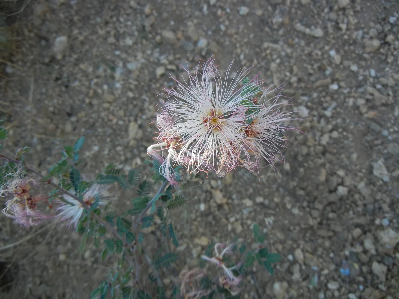 Fairy Duster (Calliandra Eriophylla) — are not only visually striking but also serve as a magnet for pollinators such as hummingbirds and butterflies