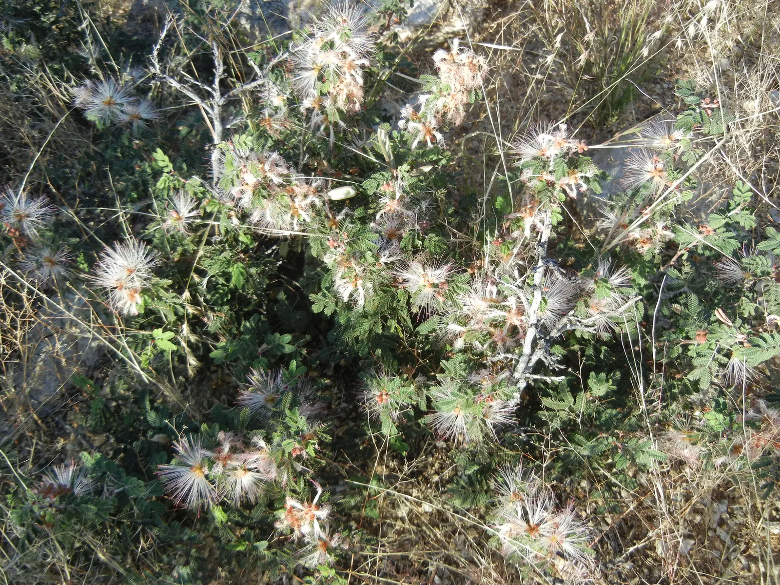 Fairy Duster (Calliandra Eriophylla) — although they can tolerate partial shade