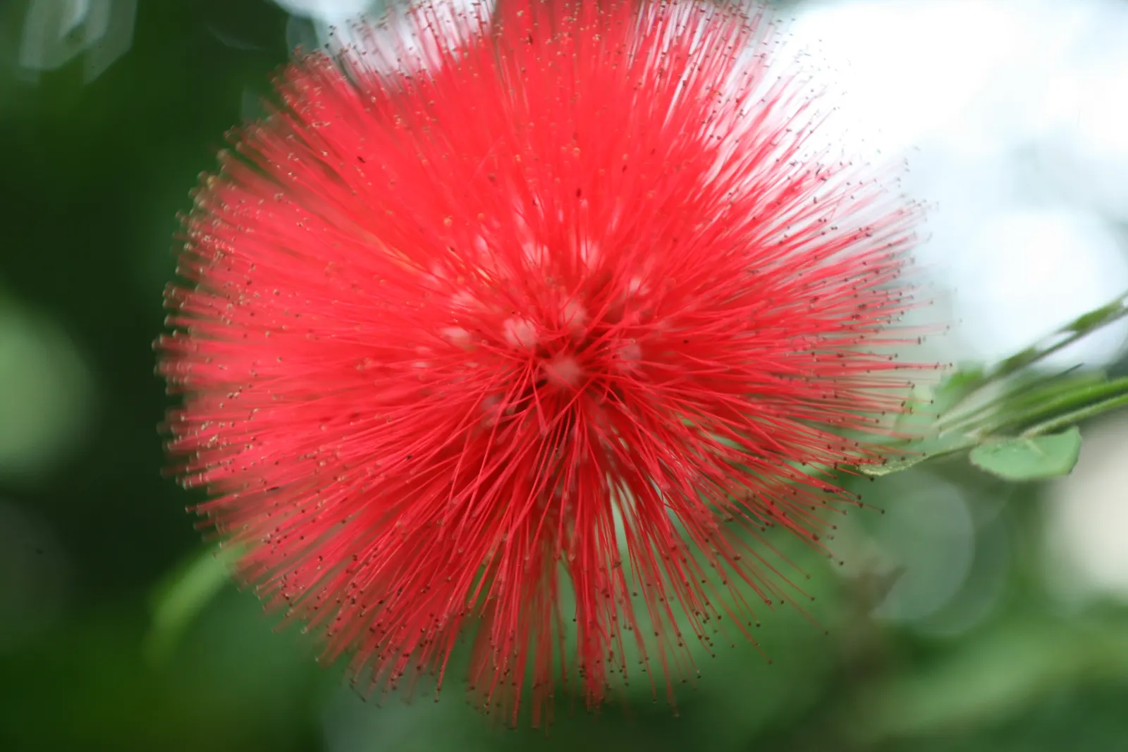 Fairy Duster (Calliandra Eriophylla) — offering a unique addition to any xeric landscape design; they excel in sandy or gravelly compositions and require