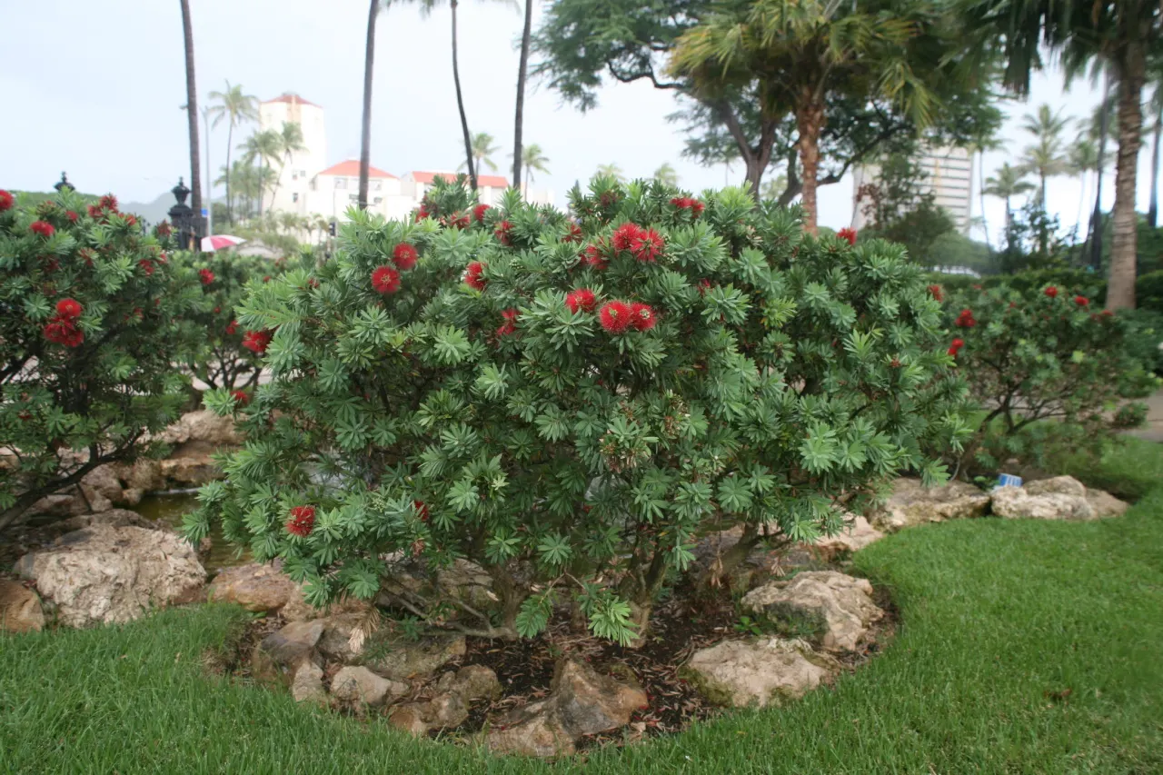 Fairy Duster (Calliandra Eriophylla) — which emerge predominantly in the spring and intermittently throughout the year depending on the climate; shrub for full