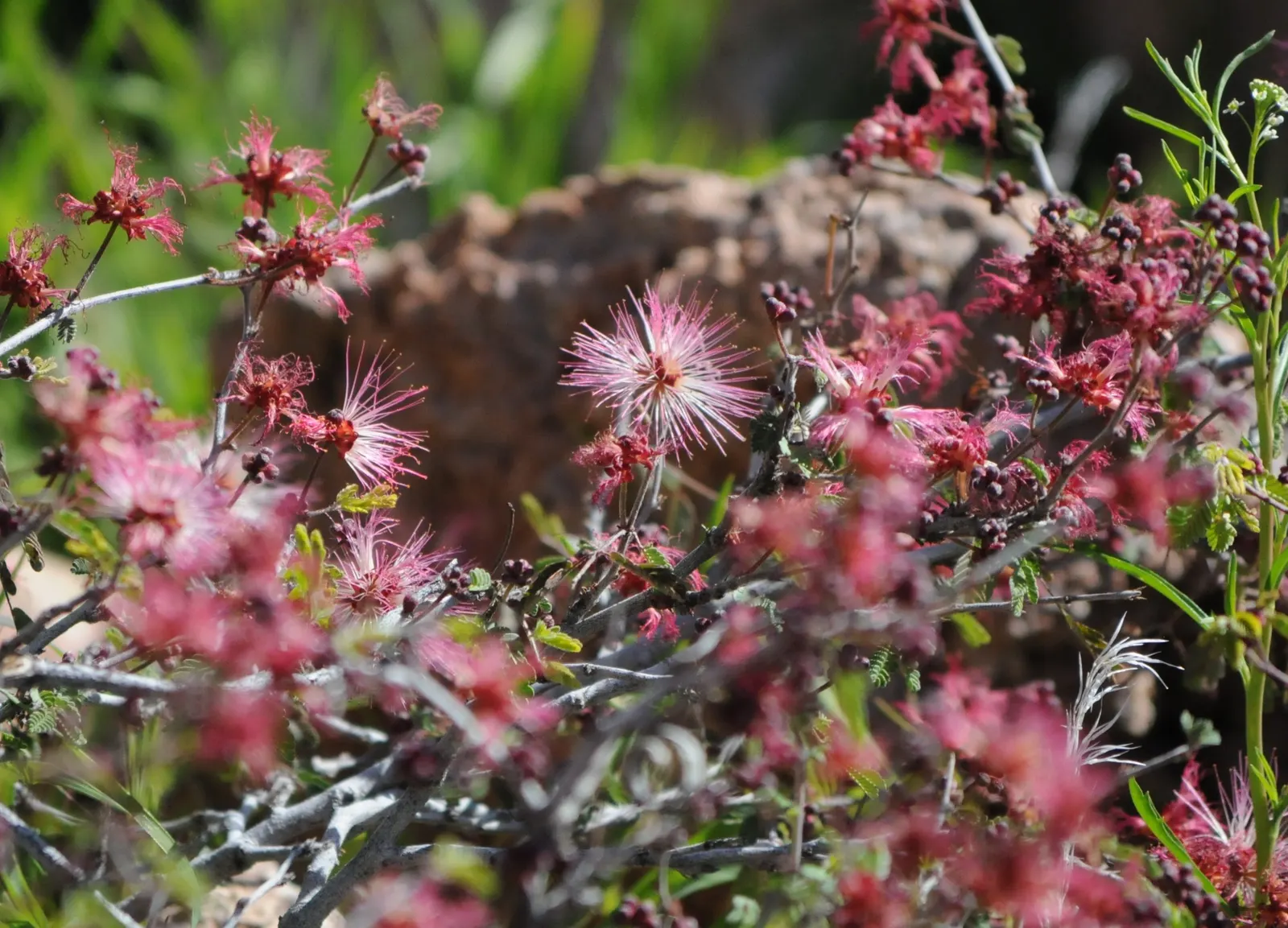 Fairy Duster (Calliandra Eriophylla) — is a captivating shrub indigenous to the desert regions of the American Southwest; offering a unique addition to any