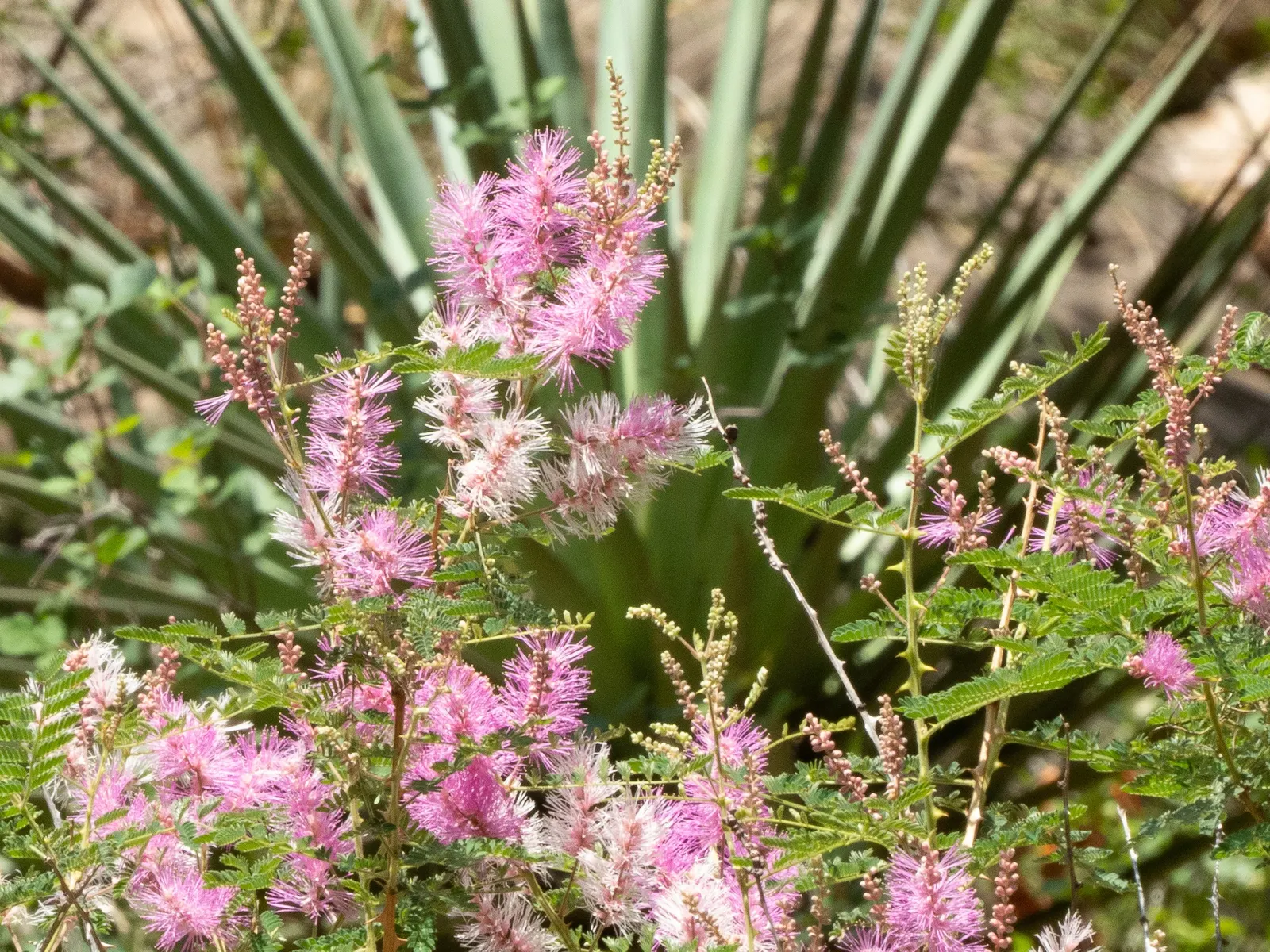 Fairy Duster (Calliandra Eriophylla) — This drought-tolerant native of the Southwest thrives in well-drained soils and full sun to part shade; puffball-like