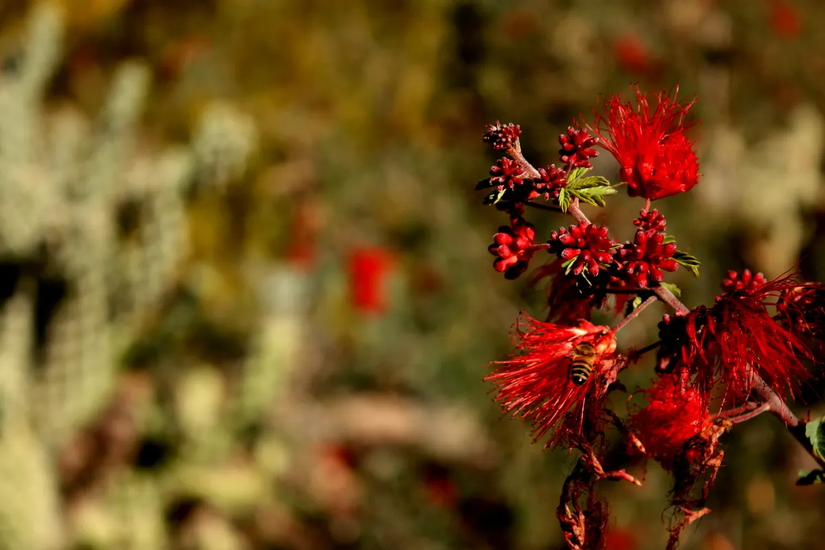 Fairy Duster (Calliandra Eriophylla) — requiring minimal care once established; this resilient perennial typically reaches a modest size of 2 to 4 feet in