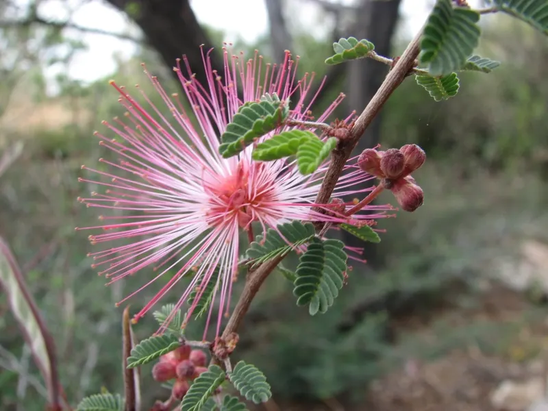 Fairy Duster (Calliandra Eriophylla) — shrub with pink blooms