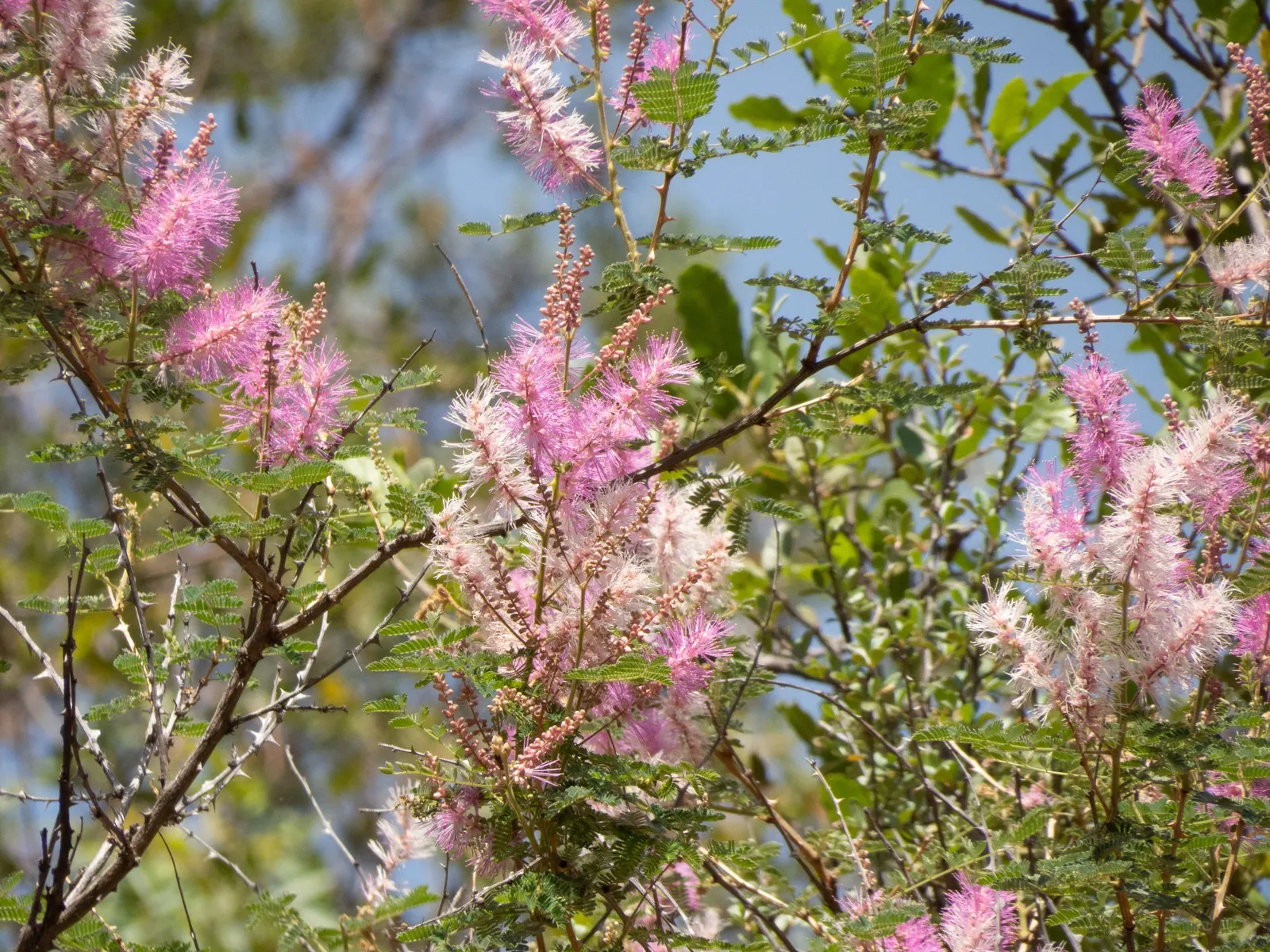Fairy Duster (Calliandra Eriophylla) — feathery foliage and produces vibrant pink; bottlebrush-like flowers boast a bright pink hue