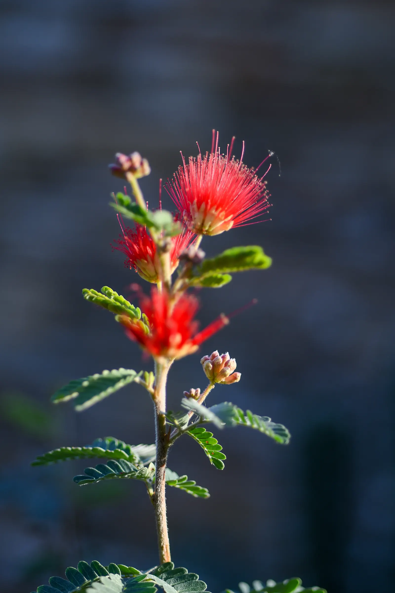 Fairy Duster (Calliandra Eriophylla) — offering a unique addition to any xeric landscape design