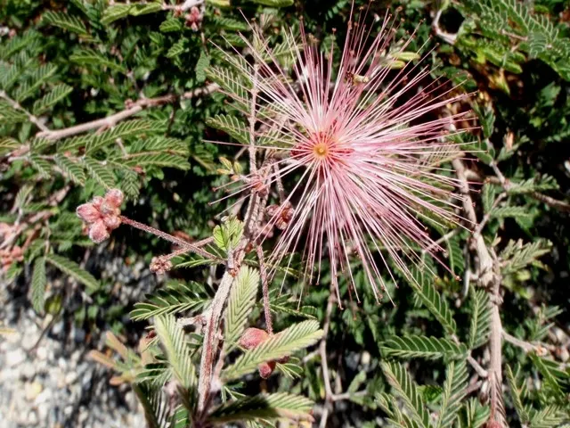Fairy Duster (Calliandra Eriophylla) — feathery foliage and produces vibrant pink