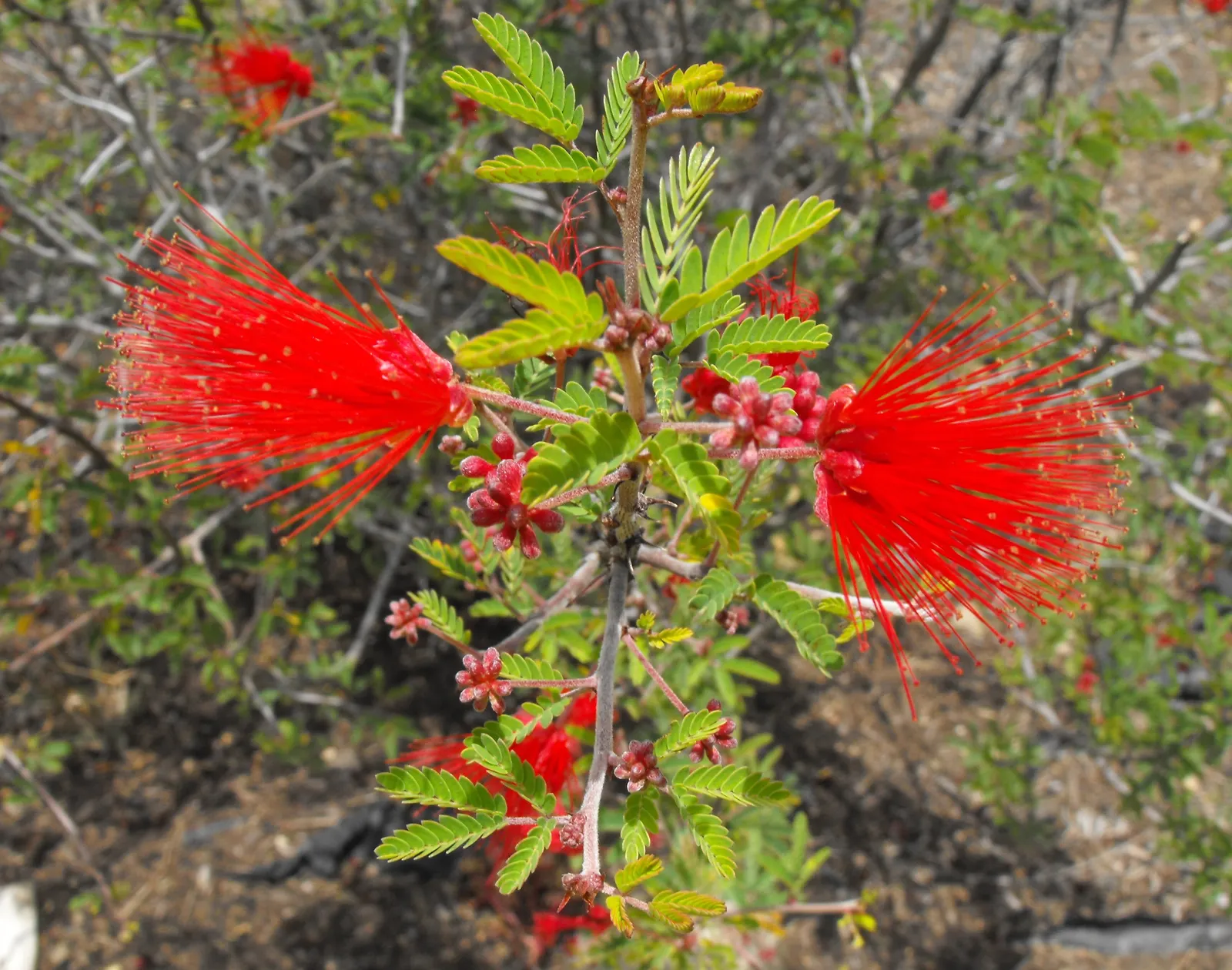 Fairy Duster (Calliandra Eriophylla) — they excel in sandy or gravelly compositions and require minimal supplemental watering once established