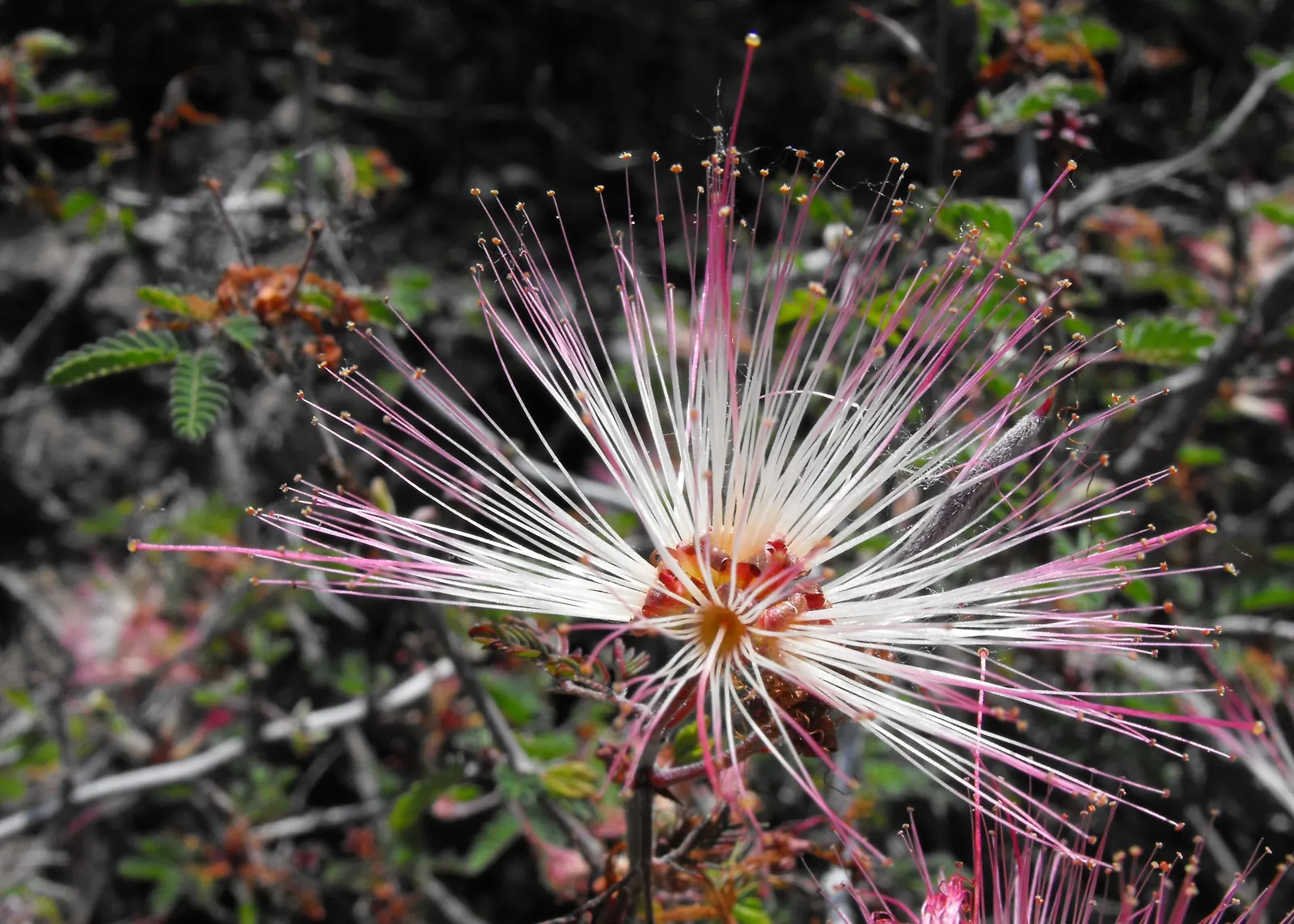 Fairy Duster (Calliandra Eriophylla) — puffball-like flowers primarily in spring; minimal pruning may be performed to maintain the desired shape and remove any