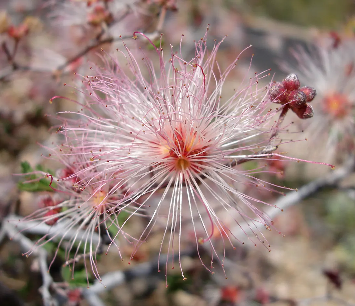 Fairy Duster (Calliandra Eriophylla) — Minimal pruning may be performed to maintain the desired shape and remove any spent blooms or dead branches