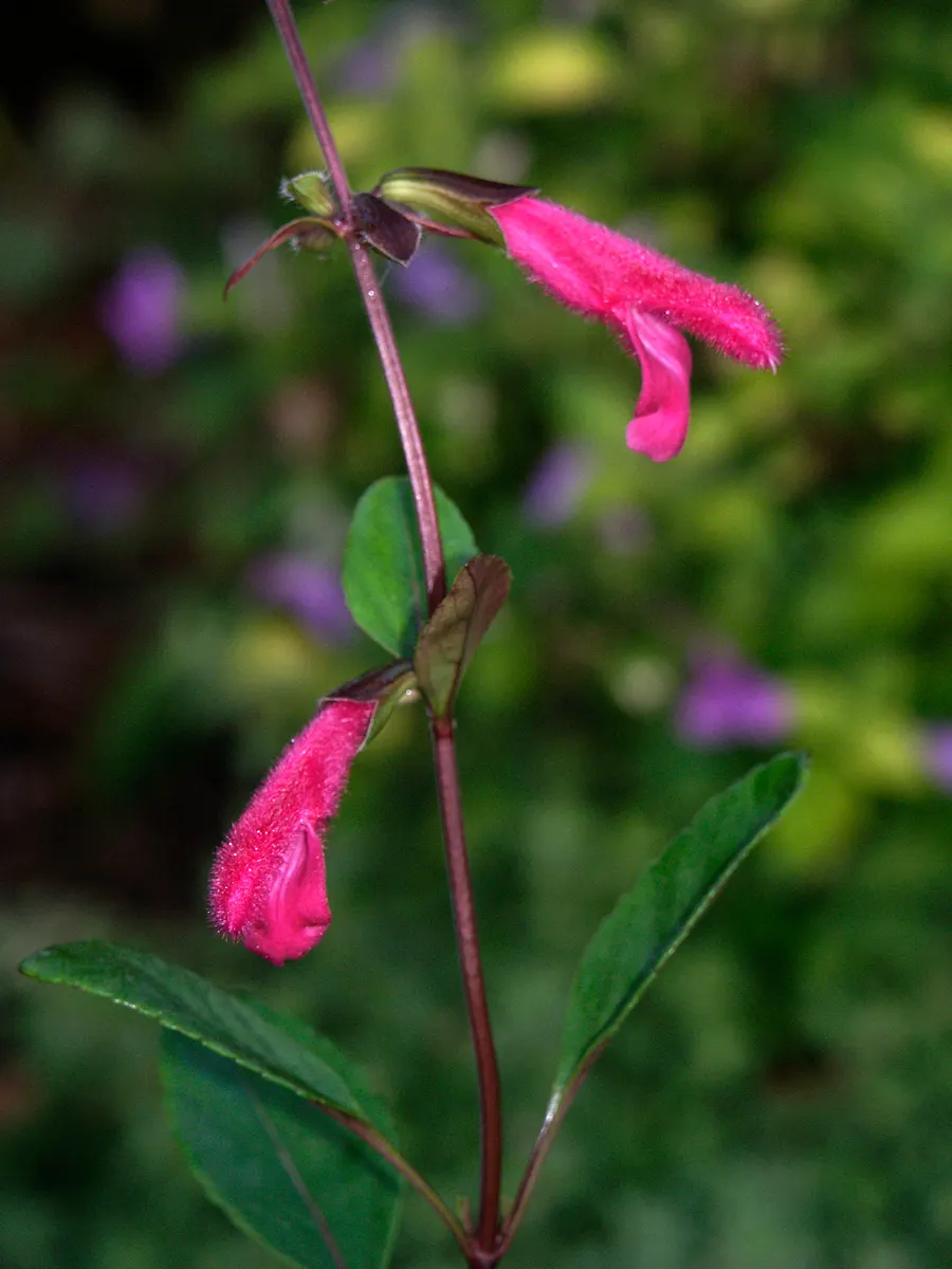 Buchanan Sage (Salvia Buchananii) — The Buchanan Sage (Salvia buchananii) is a vibrant perennial, prized for its deep fuchsia blooms